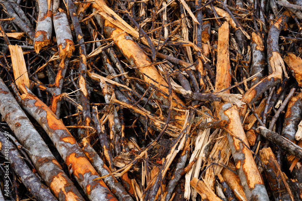 Close-up of a forest clearing with felled