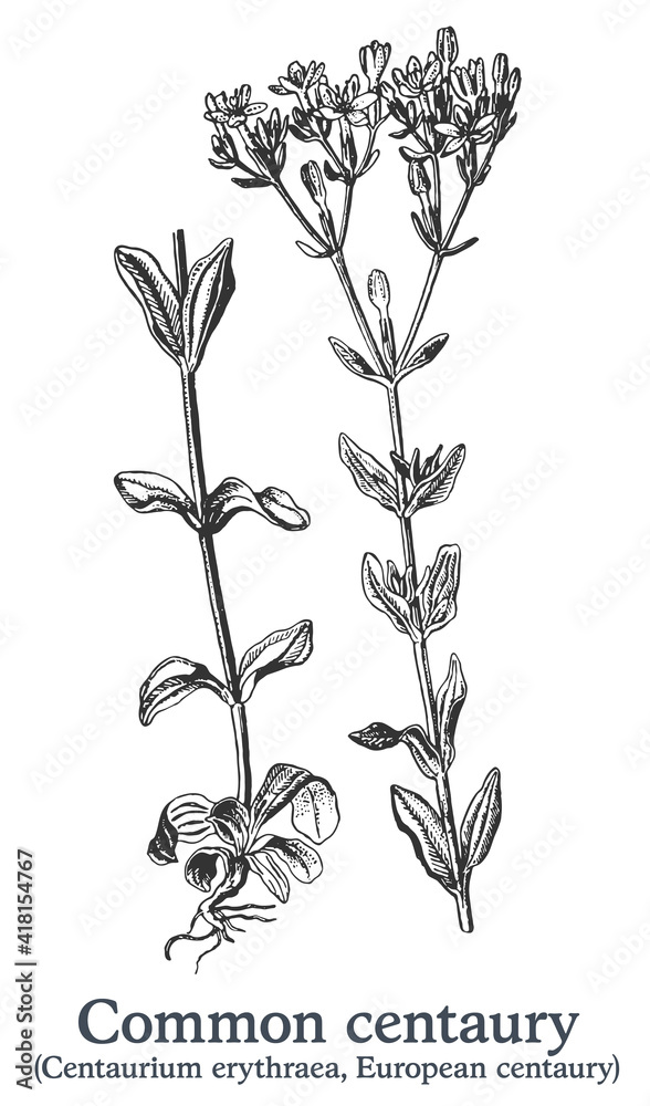 Common centaury. Vector hand drawn plant. Vintage medicinal plant sketch.