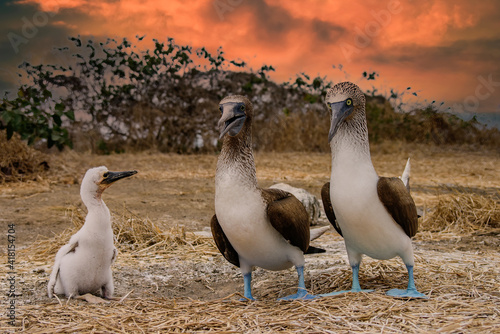 Blue-footed Booby (Sula nebouxii), Eastern Pacific subspecies, Galapagos.
