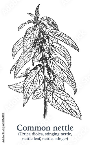 Common nettle. Vector hand drawn plant. Vintage medicinal plant sketch.