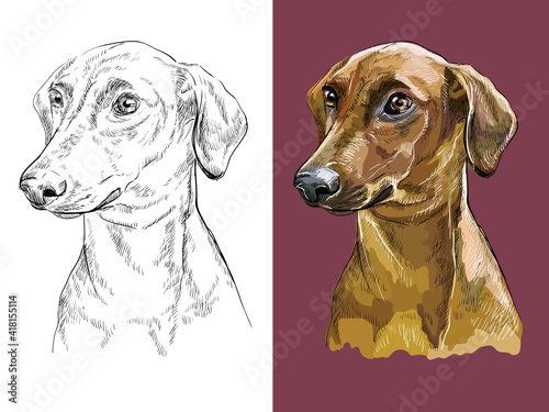 Realistic head of german pinscher. Vector black and white and colorful isolated illustration of dog. For decoration, coloring book pages, design, prints, posters, postcards, stickers, tattoo.