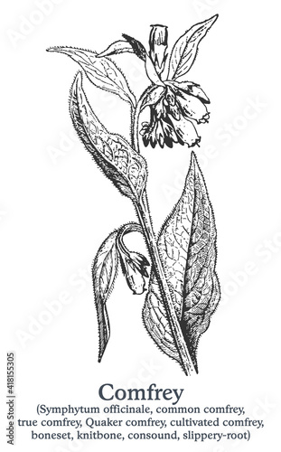 Comfrey. Vector hand drawn plant. Vintage medicinal plant sketch.