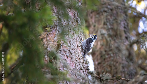 Three toed woodpecker Picoides tridactylus on a tree looking for food. photo