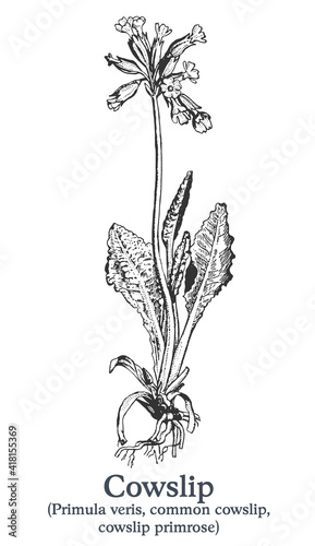 Cowslip. Vector hand drawn plant. Vintage medicinal plant sketch. photo