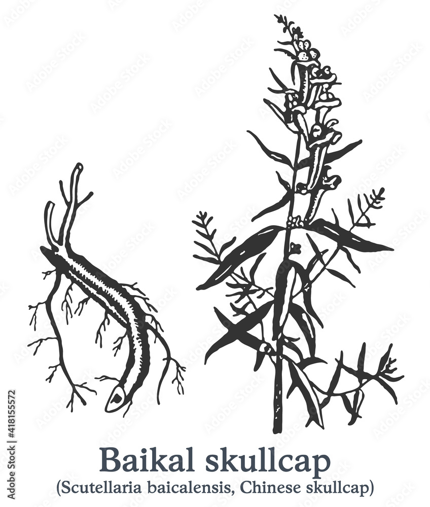 Fototapeta Baikal skullcap. Vector hand drawn plant. Vintage medicinal plant sketch.