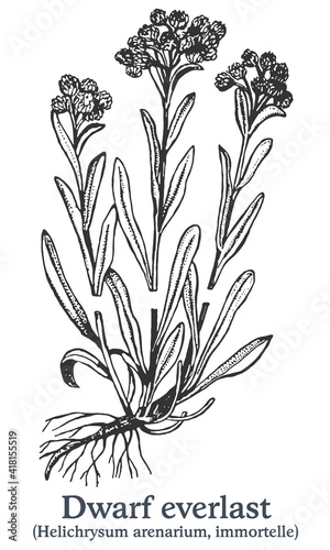Fototapeta Naklejka Na Ścianę i Meble -  Dwarf everlast. Vector hand drawn plant. Vintage medicinal plant sketch.