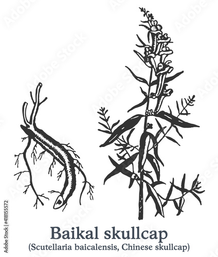 Baikal skullcap. Vector hand drawn plant. Vintage medicinal plant sketch. photo