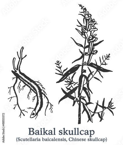 Baikal skullcap. Vector hand drawn plant. Vintage medicinal plant sketch.