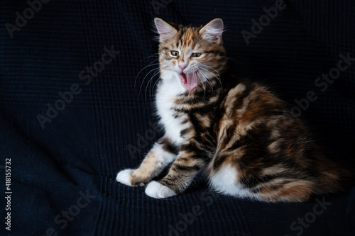 Funny young kurilian bobtail kitten face looking at camera © Iulia