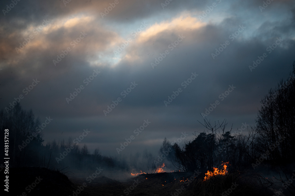 Dry grass burning in the forest and meadows, evening sunset, strong wind
