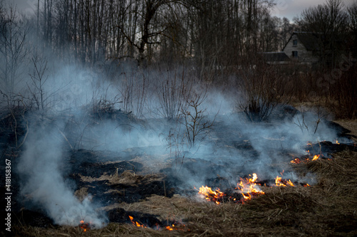 Dry grass burning in the forest and meadows, evening sunset, strong wind 