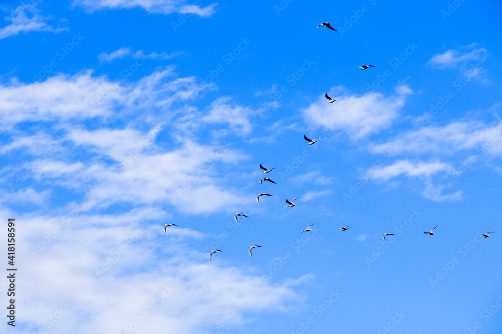 Bird flying in the sky background, cloudy sky
