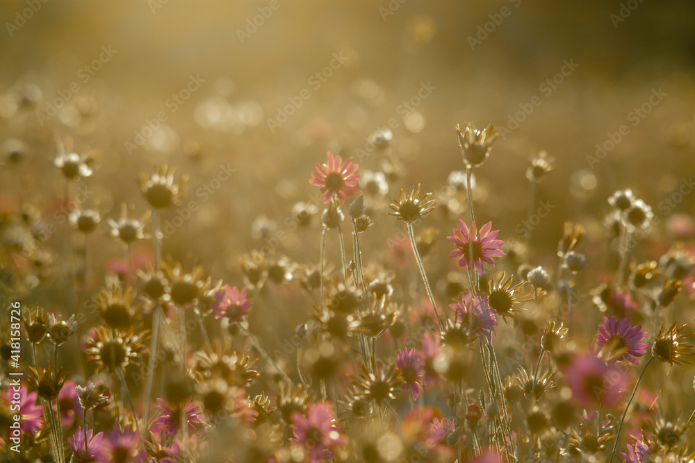 Fototapeta Nature summer background with purple flowers in the meadow at sunset.