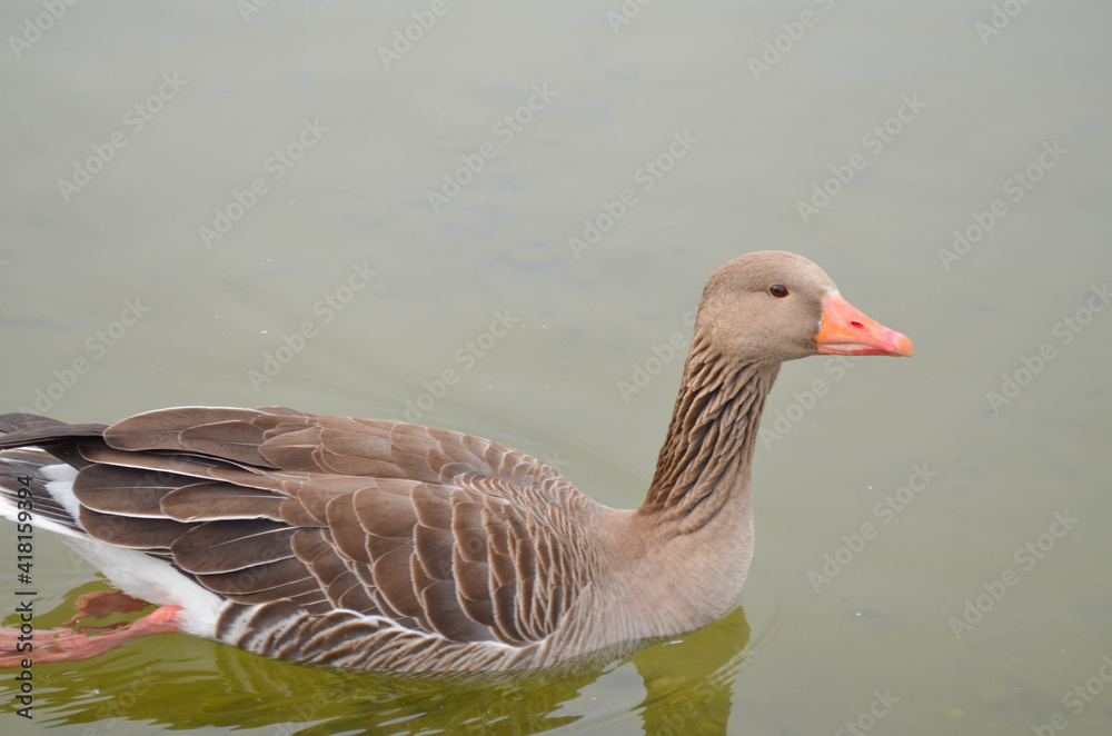 Fototapeta premium Gans