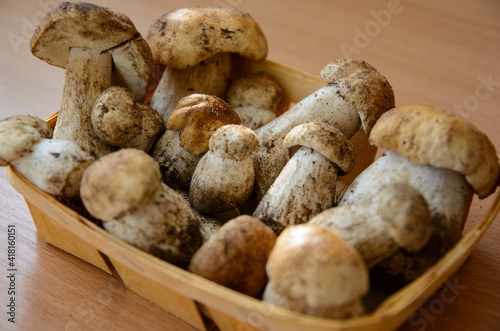 Fresh porcini mushrooms collected in the forest for cooking.