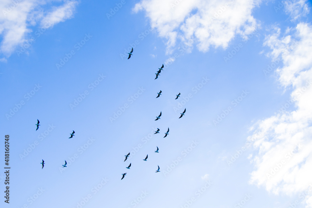 Bird flying in the sky background, cloudy sky