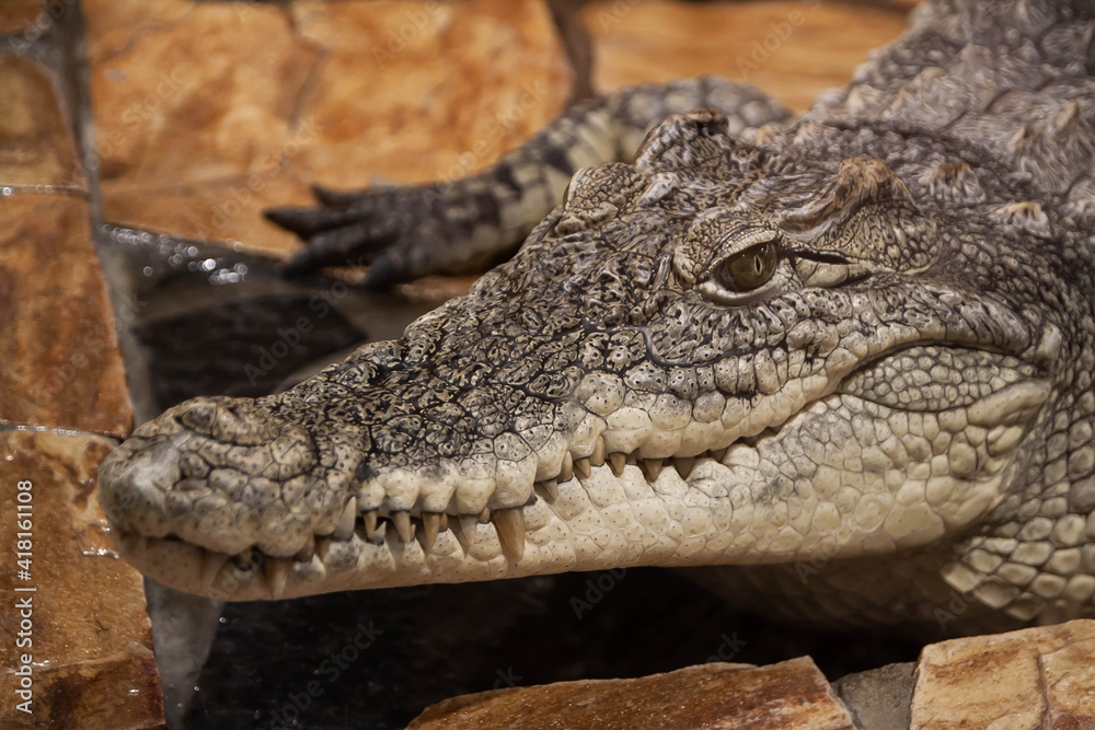 crocodile head close-up on brown background crocodile head close-up on brown background