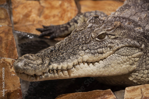 crocodile head close-up on brown background