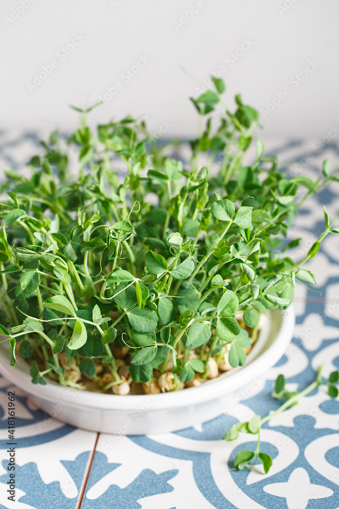 Peas microgreens with seeds and roots. Sprouted peas Seeds. Sprouting Micro greens. Seed Germination at home. Vegan and healthy eating concept. Growing sprouts. Green living concept