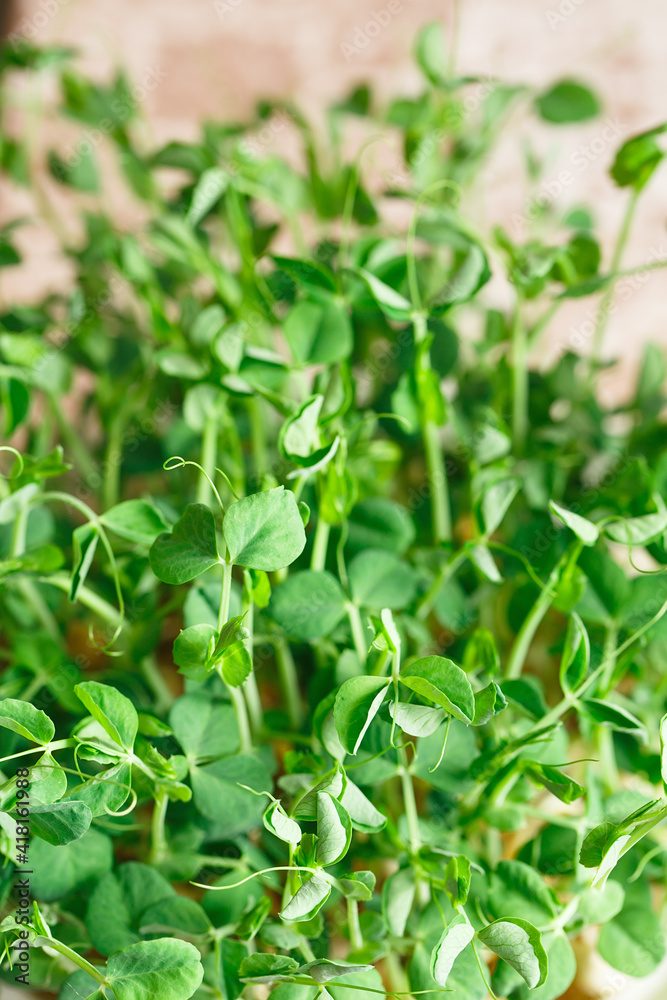 Peas microgreens with seeds and roots. Sprouted peas Seeds. Sprouting Micro greens. Seed Germination at home. Vegan and healthy eating concept. Growing sprouts. Green living concept Peas microgreens with seeds and roots. Sprouted peas Seeds. Sprouting Micro greens. Seed Germination at home. Vegan and healthy eating concept. Growing sprouts. Green living concept