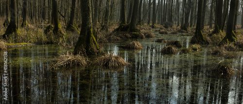 PIERWOTNY BAGIENNY LAS. REZERWAT PRZYRODY „OLSZYNY NIEZGODZKIE”. DOLINA BARYCZY, POLSKA.