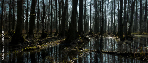 PIERWOTNY BAGIENNY LAS. REZERWAT PRZYRODY „OLSZYNY NIEZGODZKIE”. DOLINA BARYCZY, POLSKA.