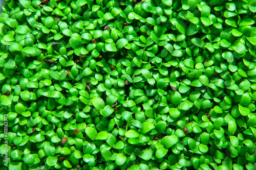 Mustard microgreen. Green leaf texture close up