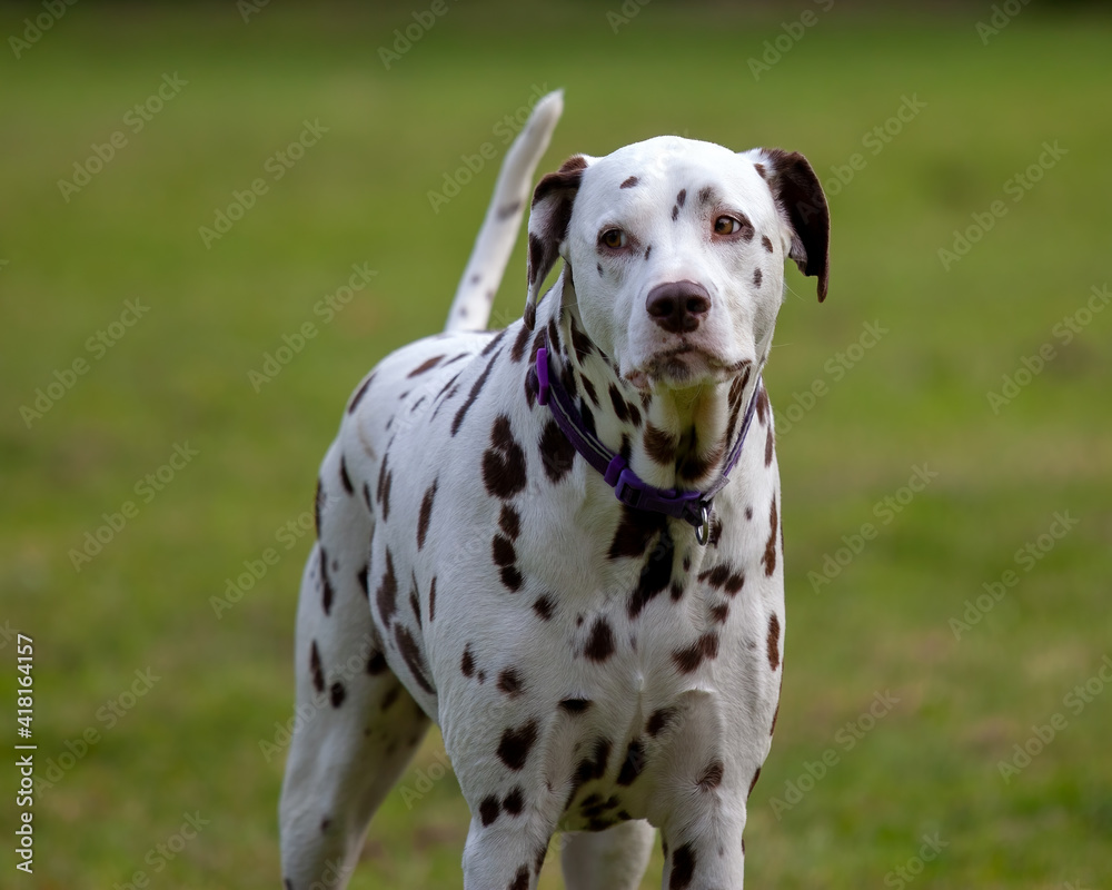 Liver Spotted Dalmatian