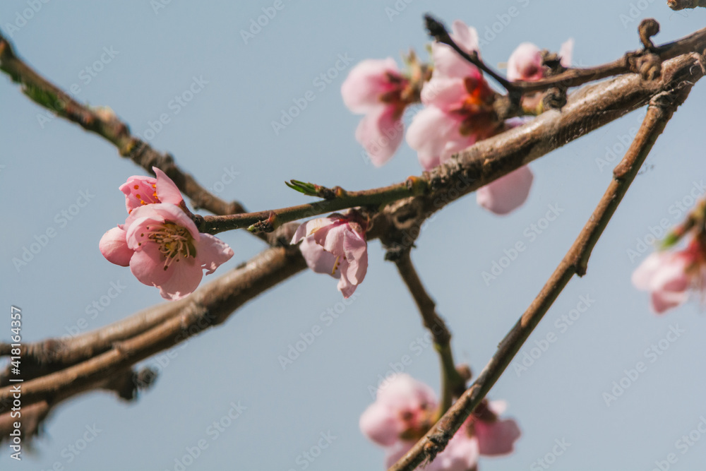 Pink spring flowers of a peach tree, this type of flowering indicates the beginning of spring. Pink spring flowers of a peach tree, this type of flowering indicates the beginning of spring.