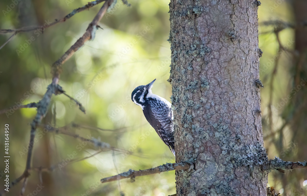 Three toed woodpecker Picoides tridactylus on a tree looking for food. Three toed woodpecker Picoides tridactylus on a tree looking for food.