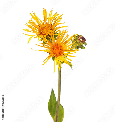 Yellow flower of Elecampane plant isolated on white, Inula helenium photo