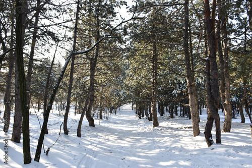Pine trees in the winter forest. White snow covered the road. 