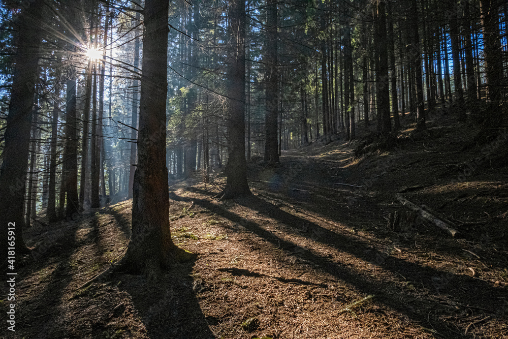 Obraz premium Sunny morning in Low Tatras mountains, Slovakia