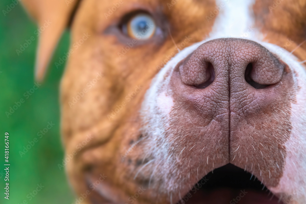 Close-up of a Dogue de Bordeaux or French Mastiff