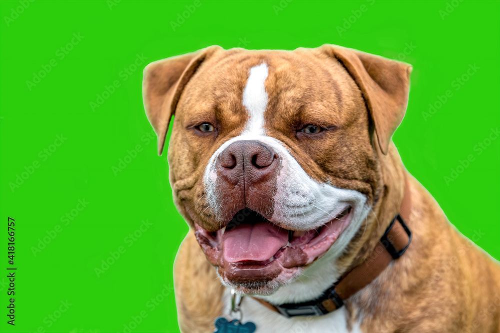 Dogue de Bordeaux isolated in green background