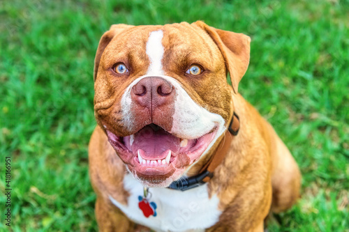 Dogue de Bordeaux a dog pet in a backyard