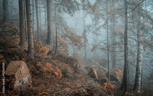 beautiful green landscape of misty wood