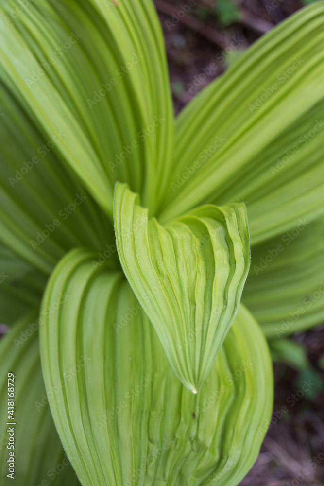 False Hellebores plant
False Hellebores plant