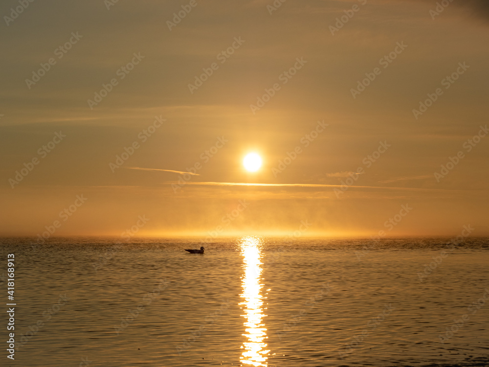 Sonnenaufgang über dem Meer mit Möwe im Wasser, Ostsee