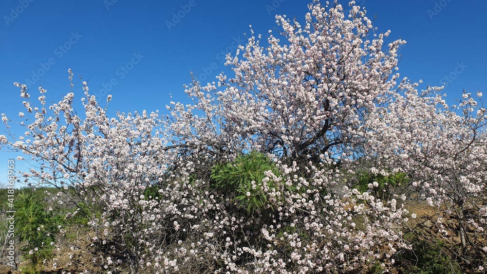 Almond tree in bloom - Almendro en flor Almond tree in bloom - Almendro en flor