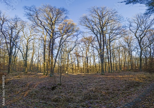 Panoramic image of winter forest free of leaves with long shadows under low sun