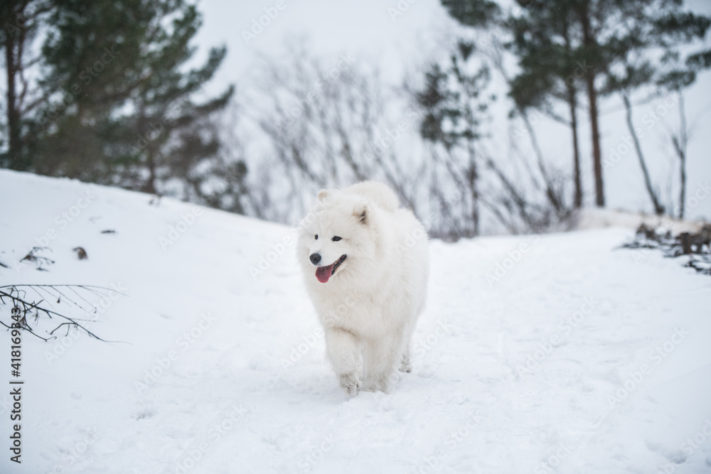 Samoyed white dog is running on snow outside