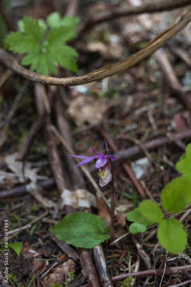 Fairy Slipper, purple orchid wildflower
Fairy Slipper, purple orchid wildflower