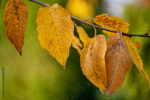 Herbst Blatt