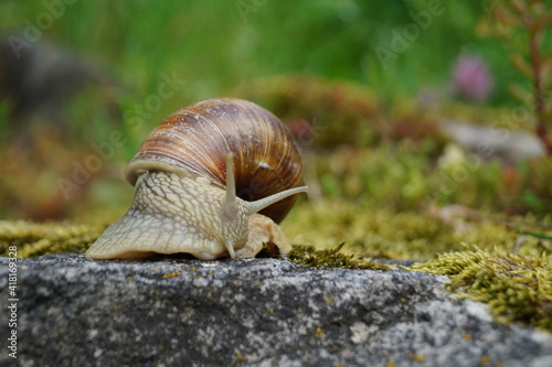 snail on the rock - Helix pomatia photo