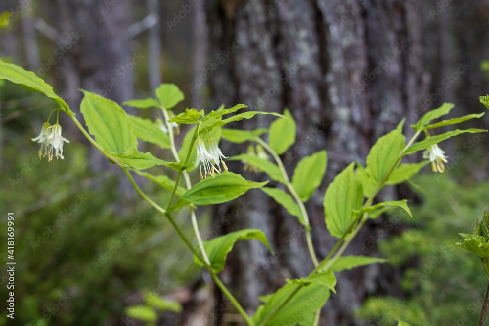Roughfruit Fairybells wildflowers Roughfruit Fairybells wildflowers
