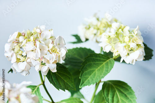 A close up of beautiful white hydrangea isolated on white background.