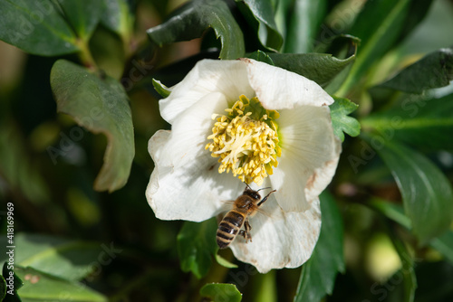 bien kommt zur Christrose photo