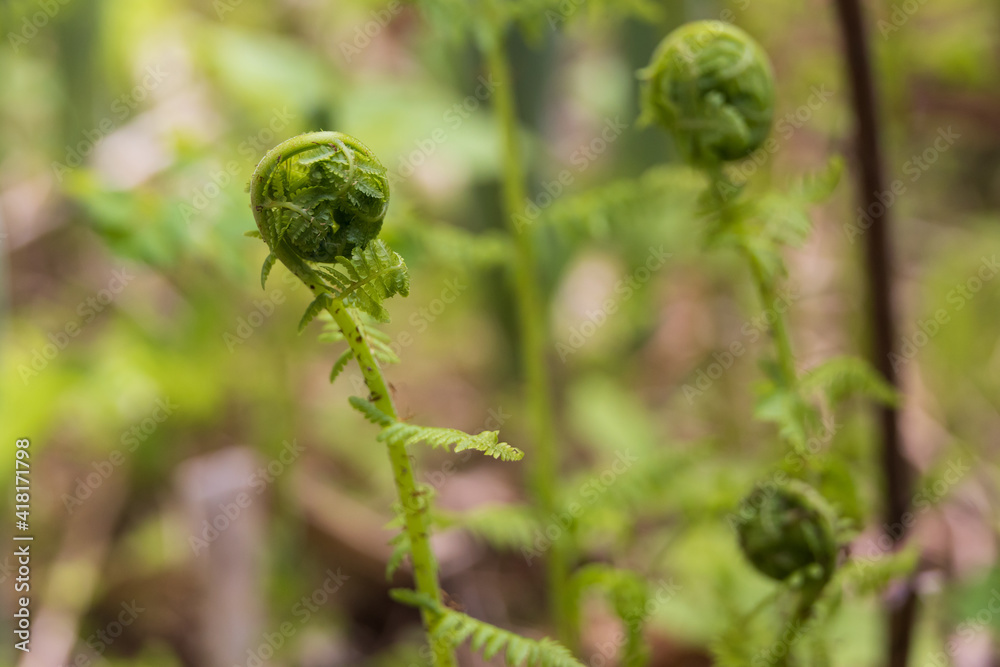 Fiddlehead fern close-up Fiddlehead fern close-up