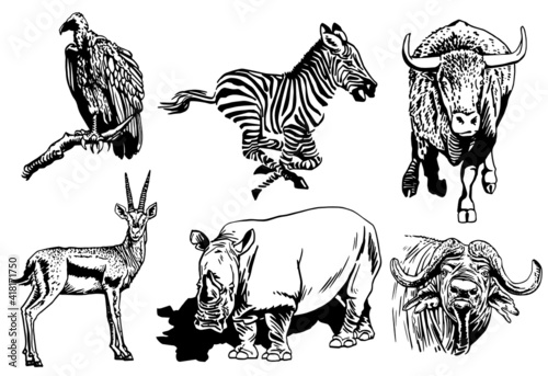 Fototapeta Naklejka Na Ścianę i Meble -  Vector set of animals isolated on white background, African collection elements. Vector illustration